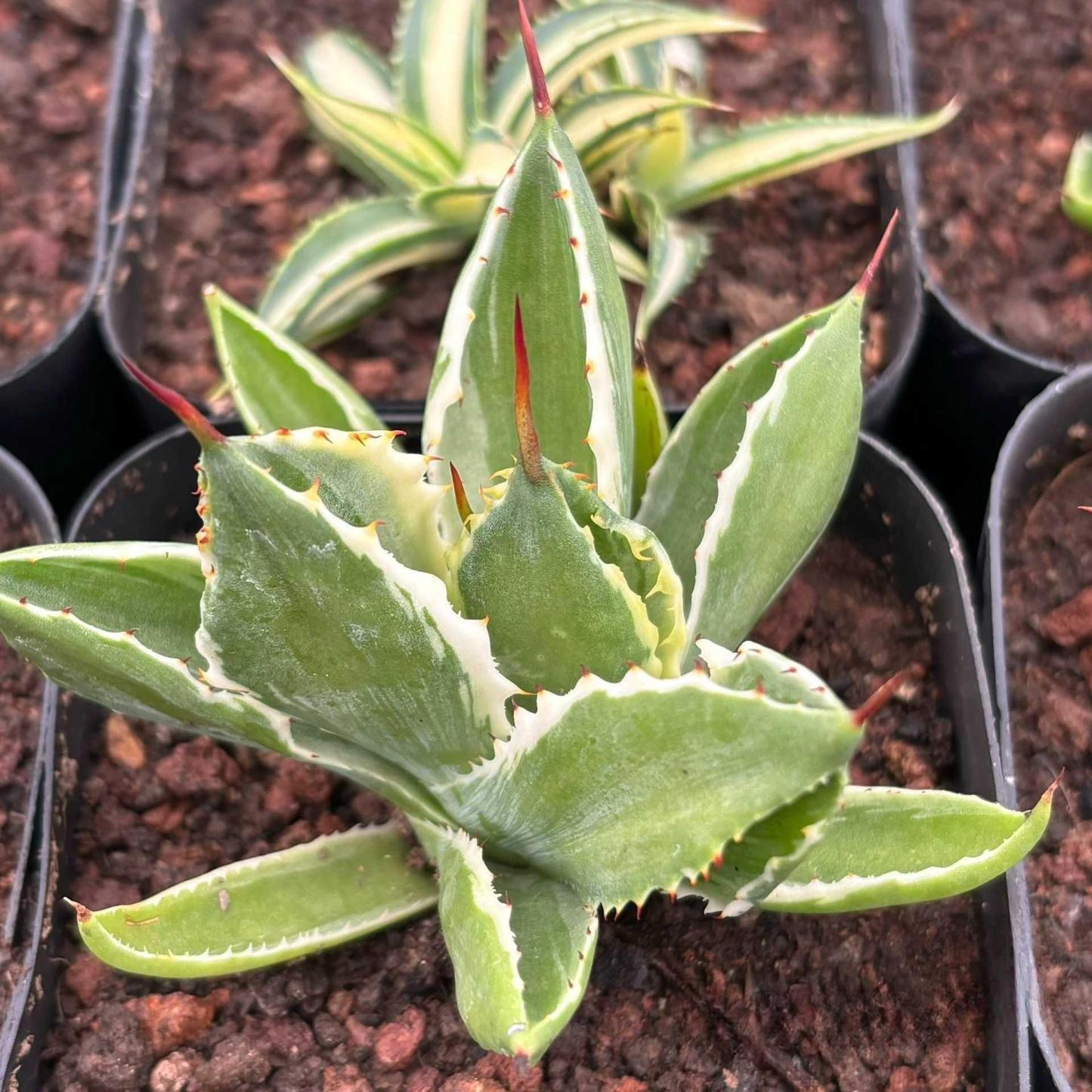 Agave isthmensis 'Cubic' variegated
