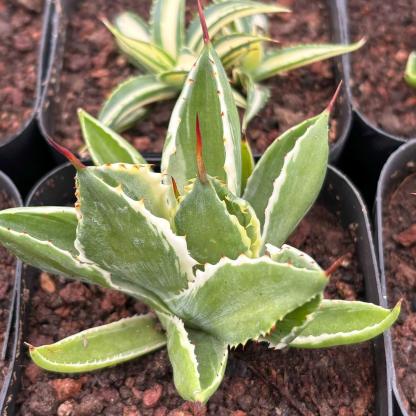 Agave isthmensis 'Cubic' variegated