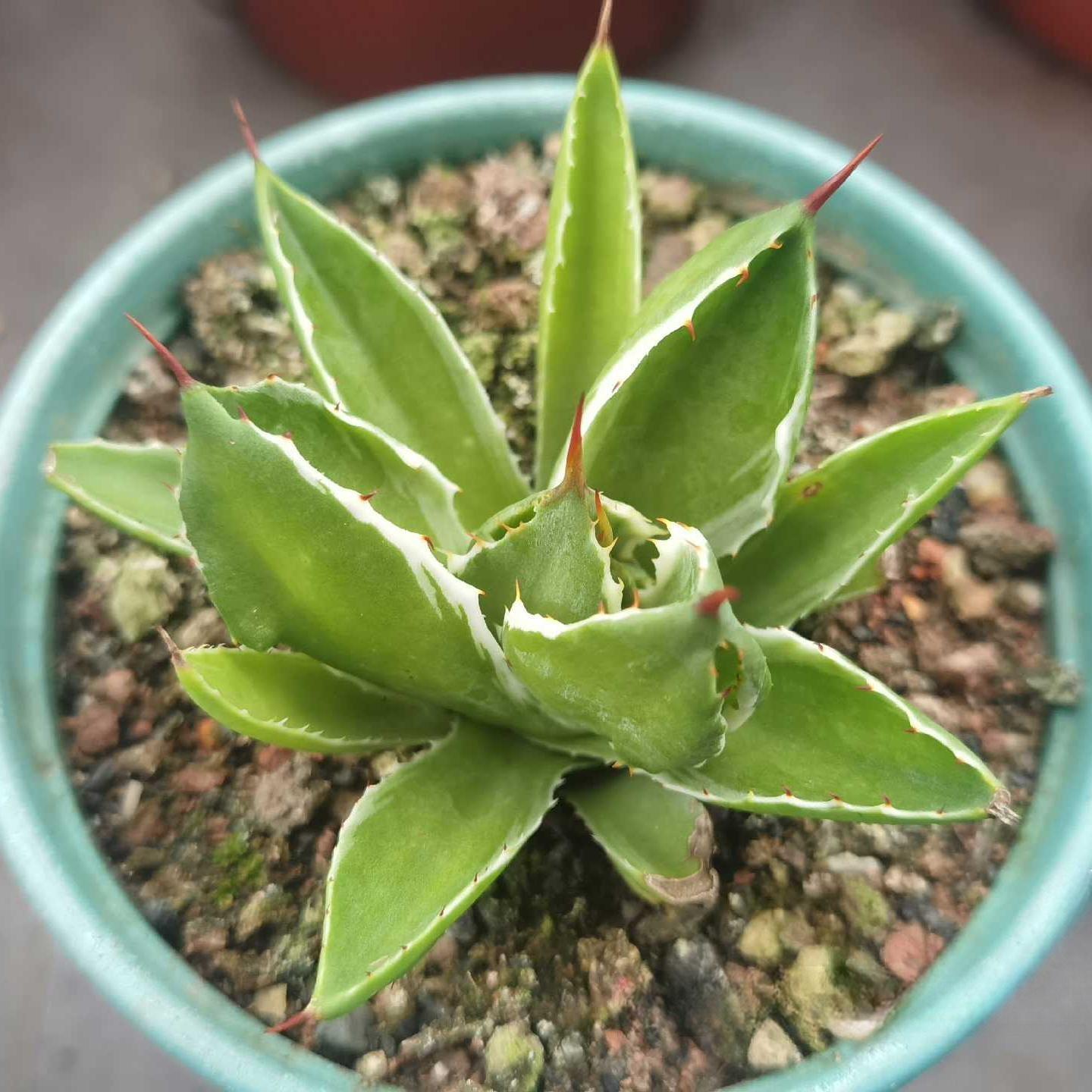Agave isthmensis 'Cubic' variegated