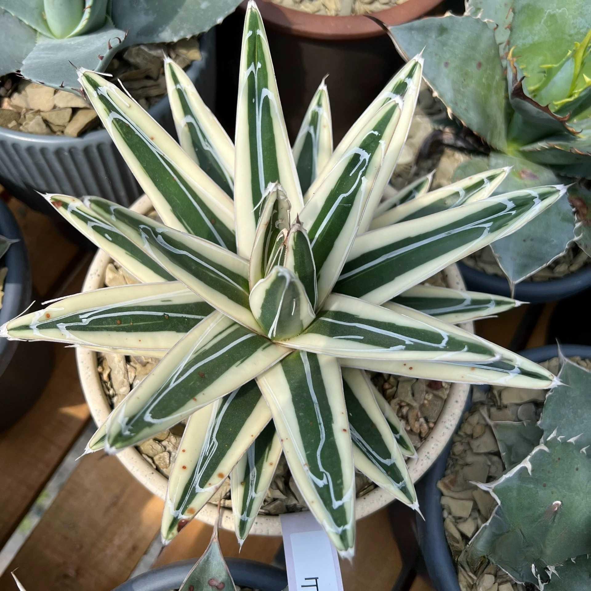 6-12cm Agave victoriae-reginae 'White Rhino'