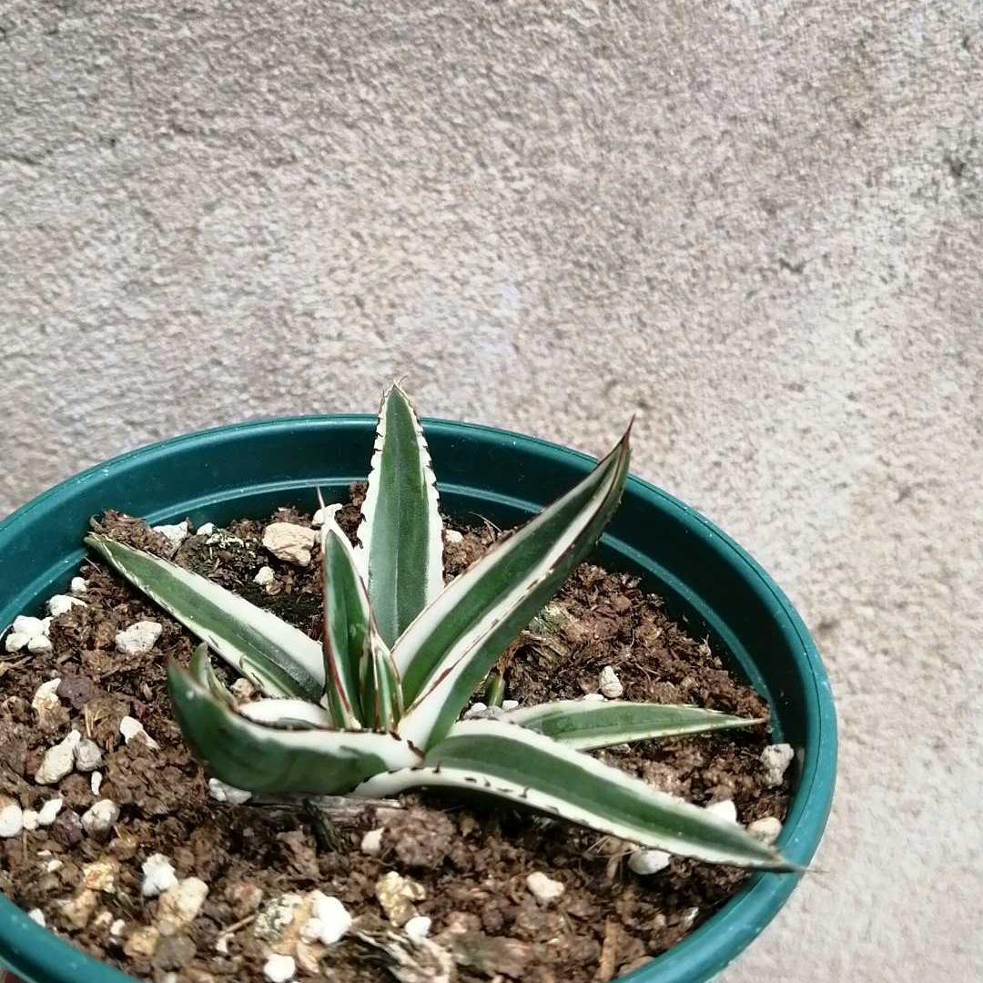 6-12cm Agave victoriae-reginae 'White Rhino'