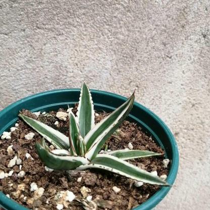 6-12cm Agave victoriae-reginae 'White Rhino'