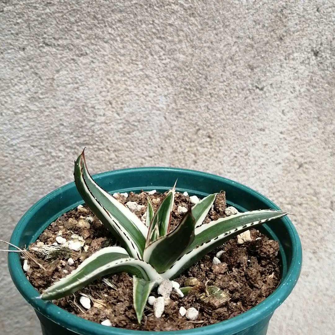 6-12cm Agave victoriae-reginae 'White Rhino'