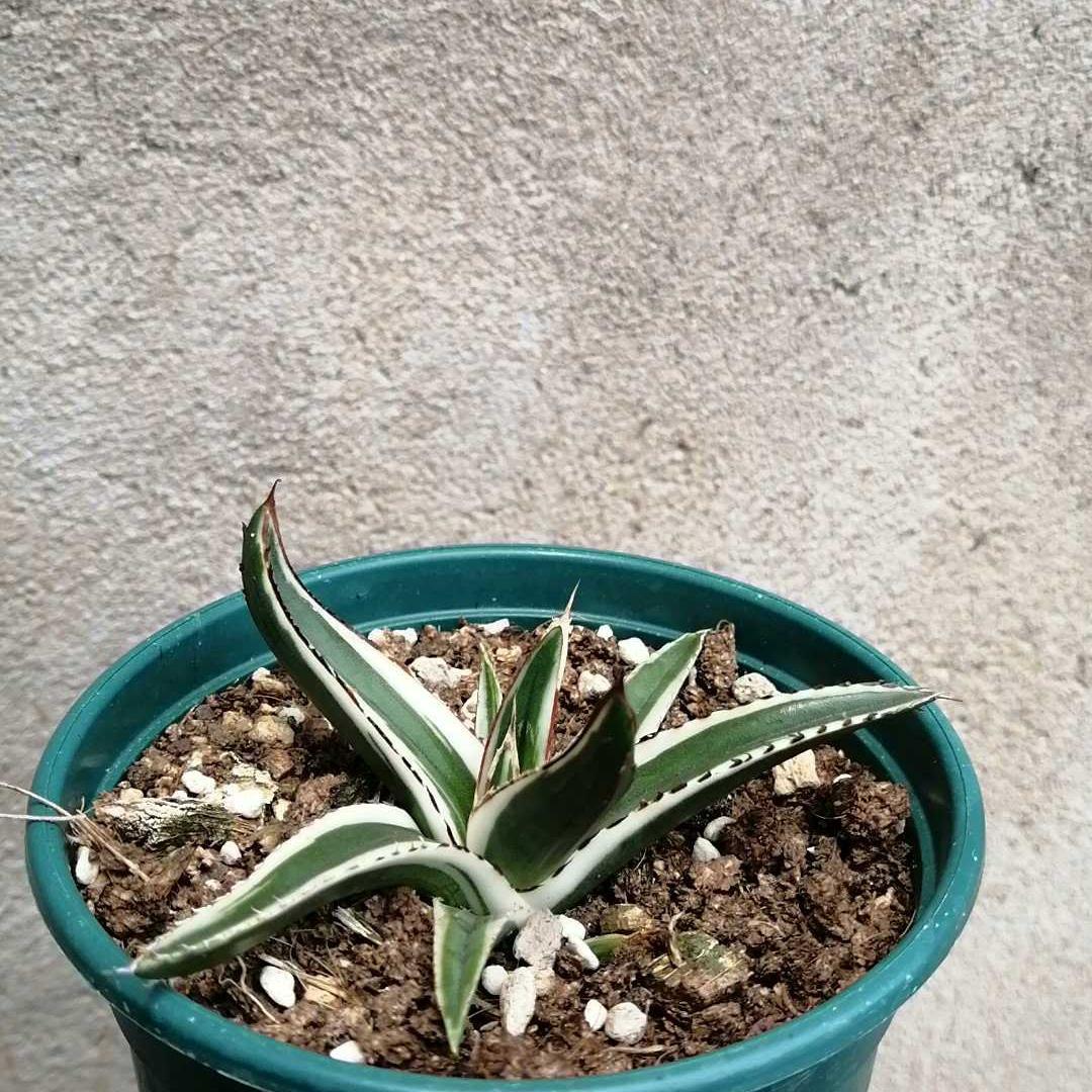 6-12cm Agave victoriae-reginae 'White Rhino'