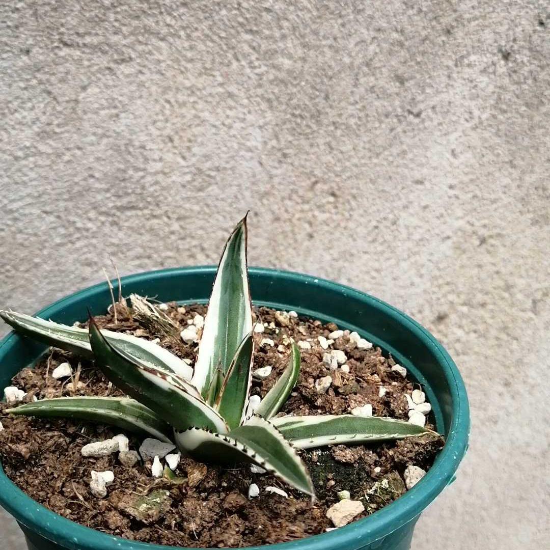 6-12cm Agave victoriae-reginae 'White Rhino'