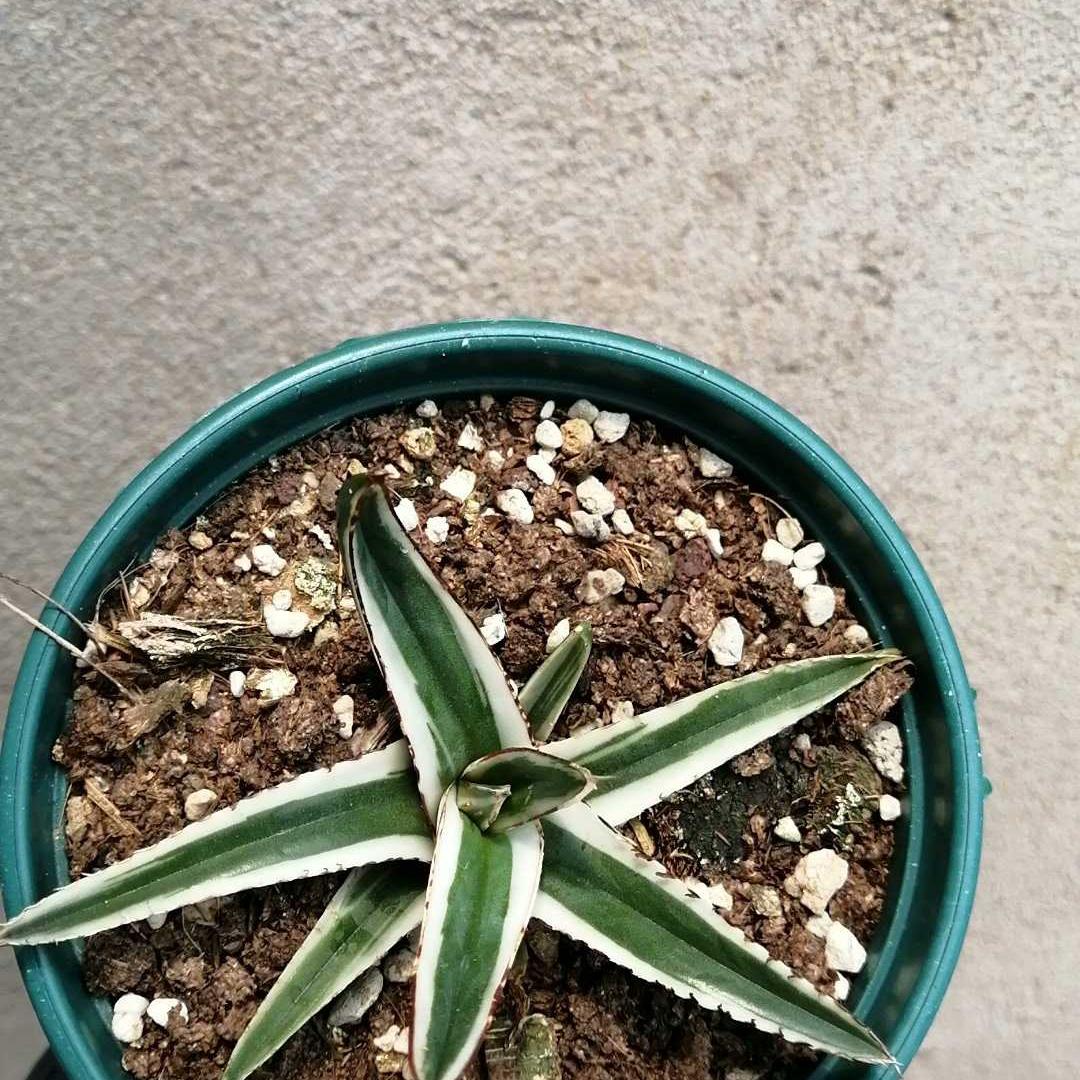 6-12cm Agave victoriae-reginae 'White Rhino'