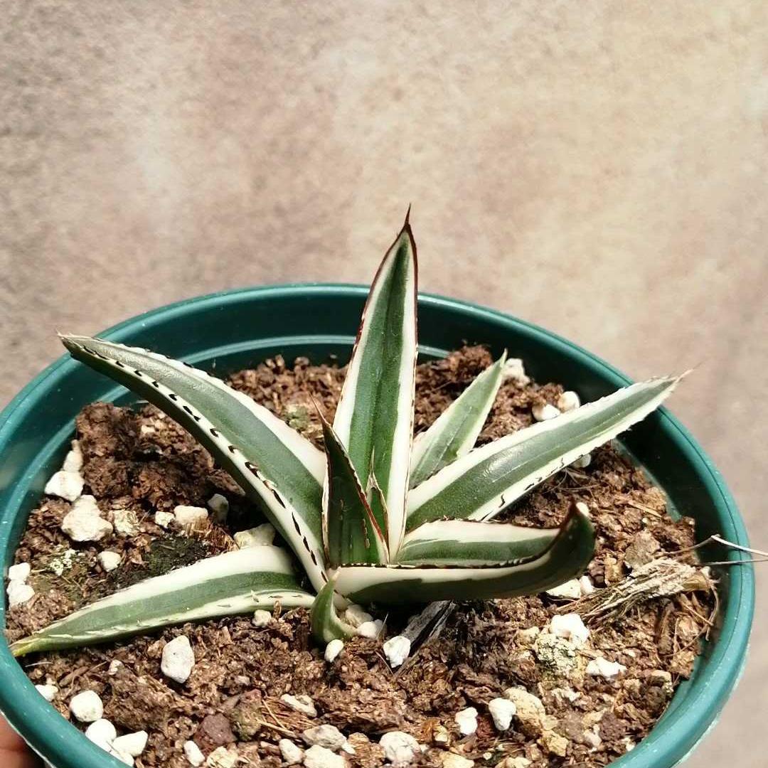 6-12cm Agave victoriae-reginae 'White Rhino'