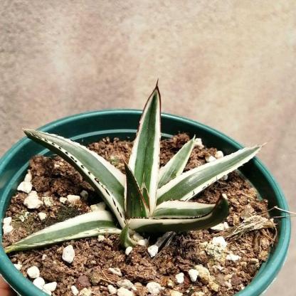 6-12cm Agave victoriae-reginae 'White Rhino'