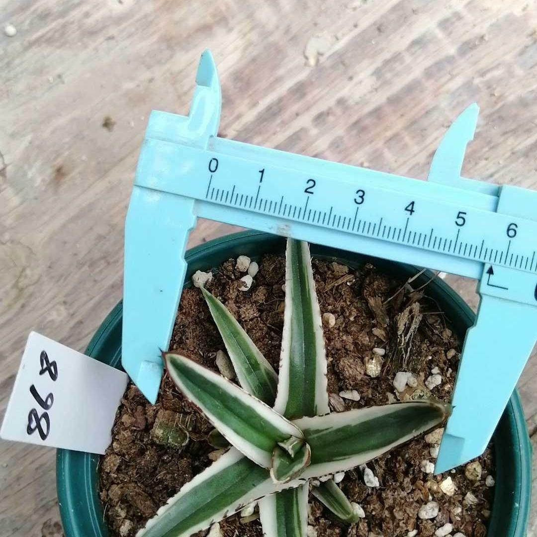 6-12cm Agave victoriae-reginae 'White Rhino'