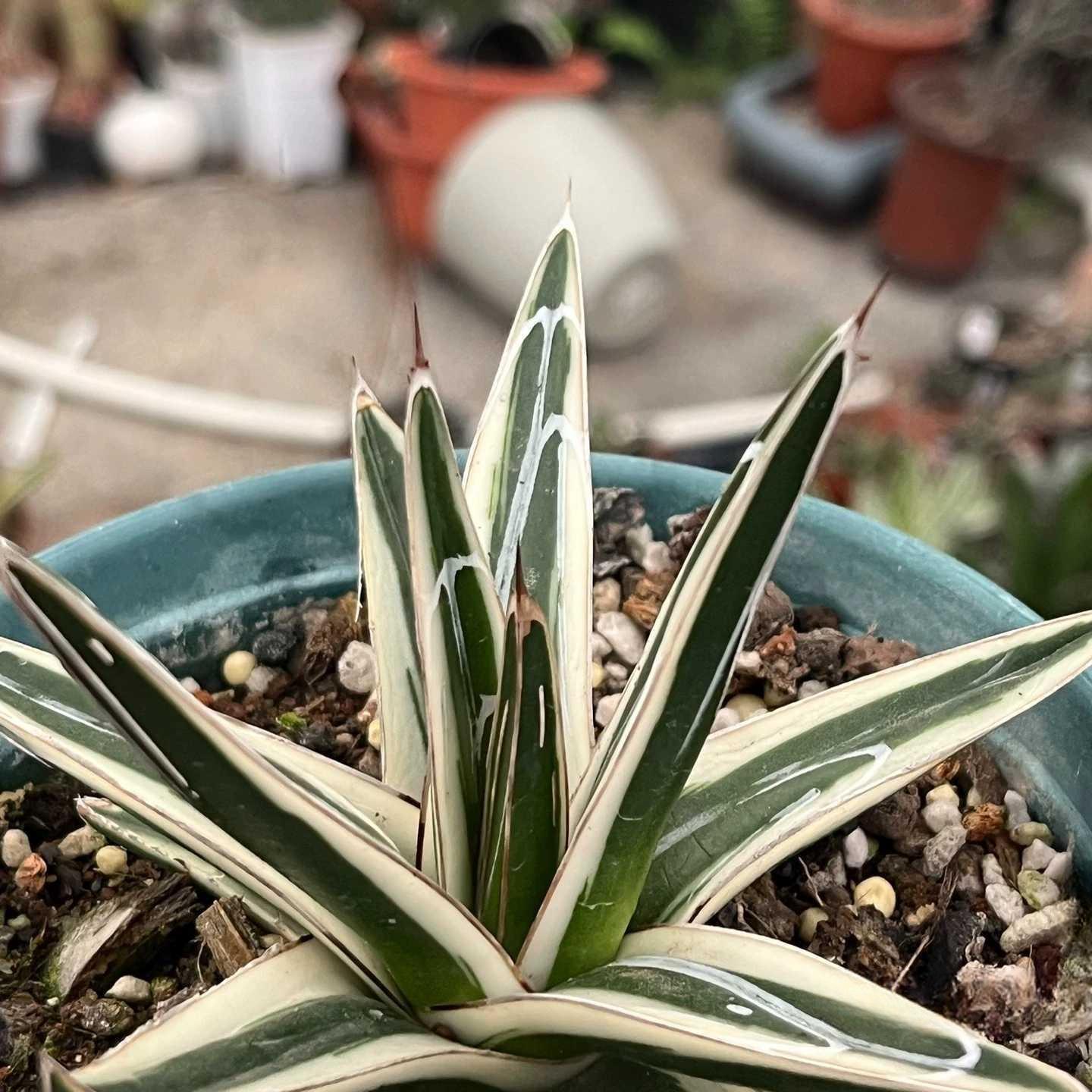 6-12cm Agave victoriae-reginae 'White Rhino'