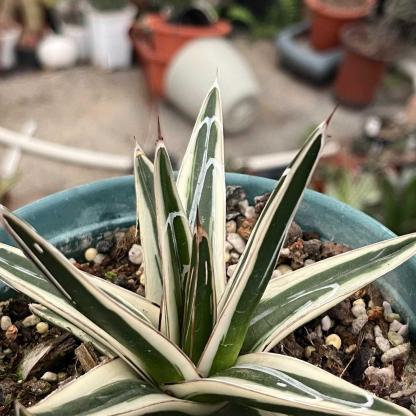6-12cm Agave victoriae-reginae 'White Rhino'
