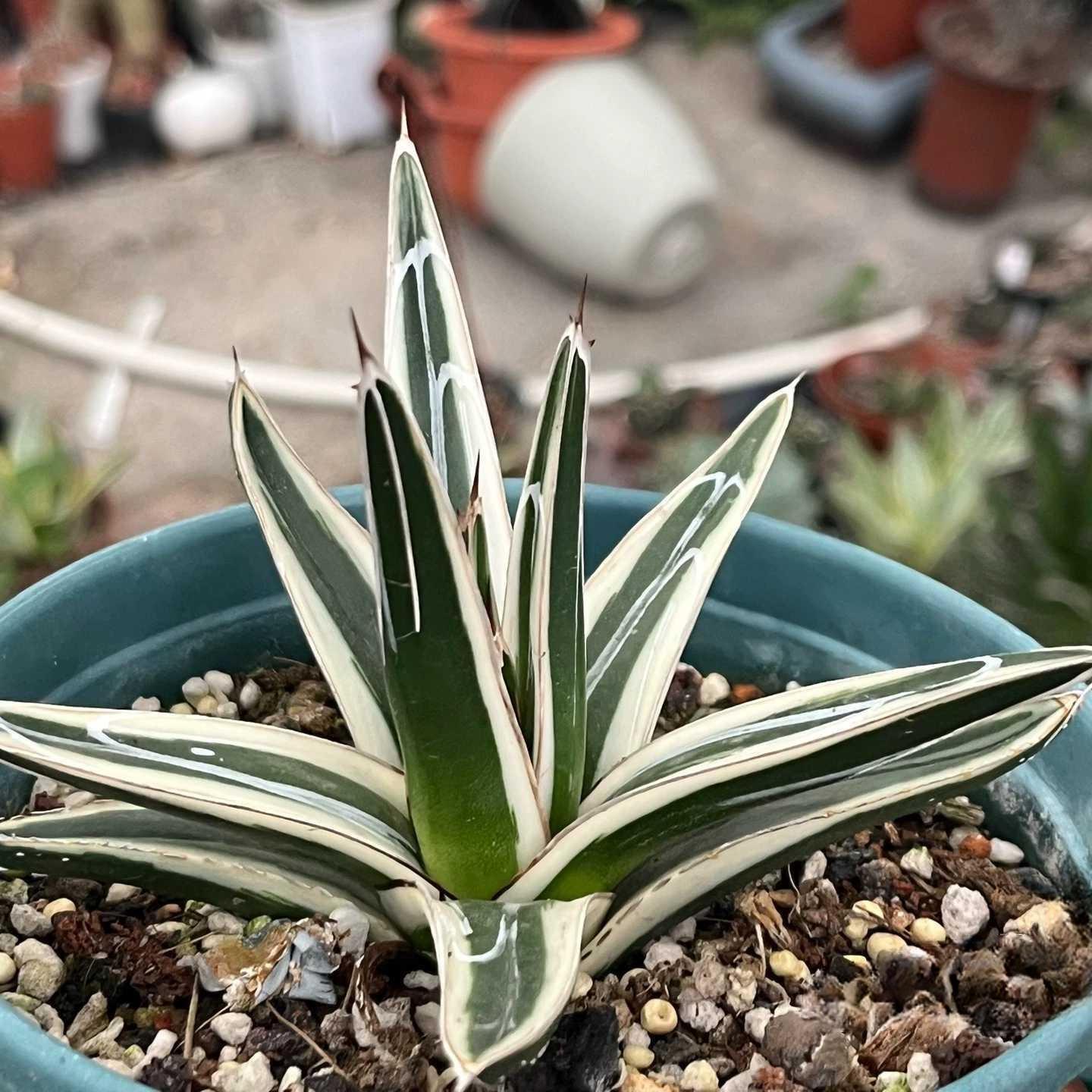 6-12cm Agave victoriae-reginae 'White Rhino'