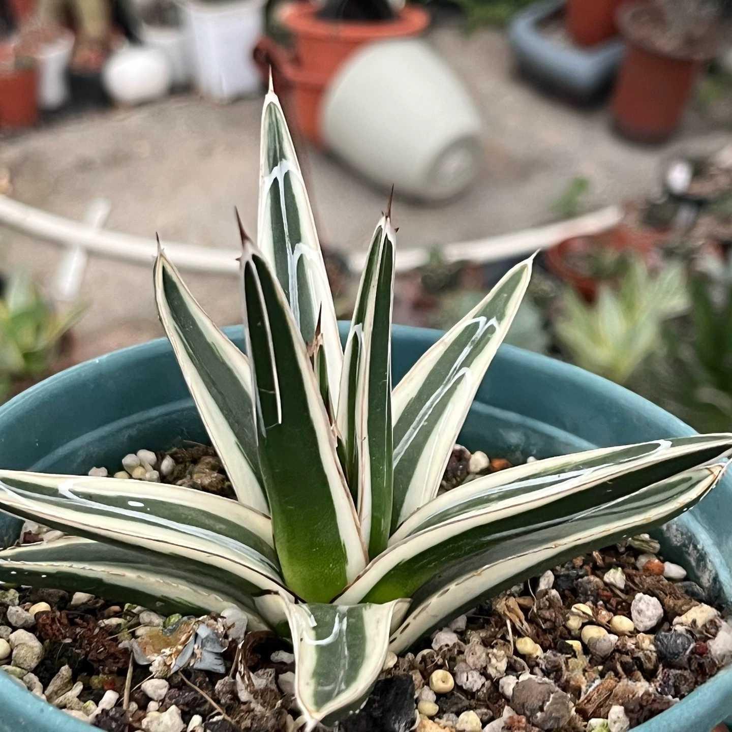 6-12cm Agave victoriae-reginae 'White Rhino'