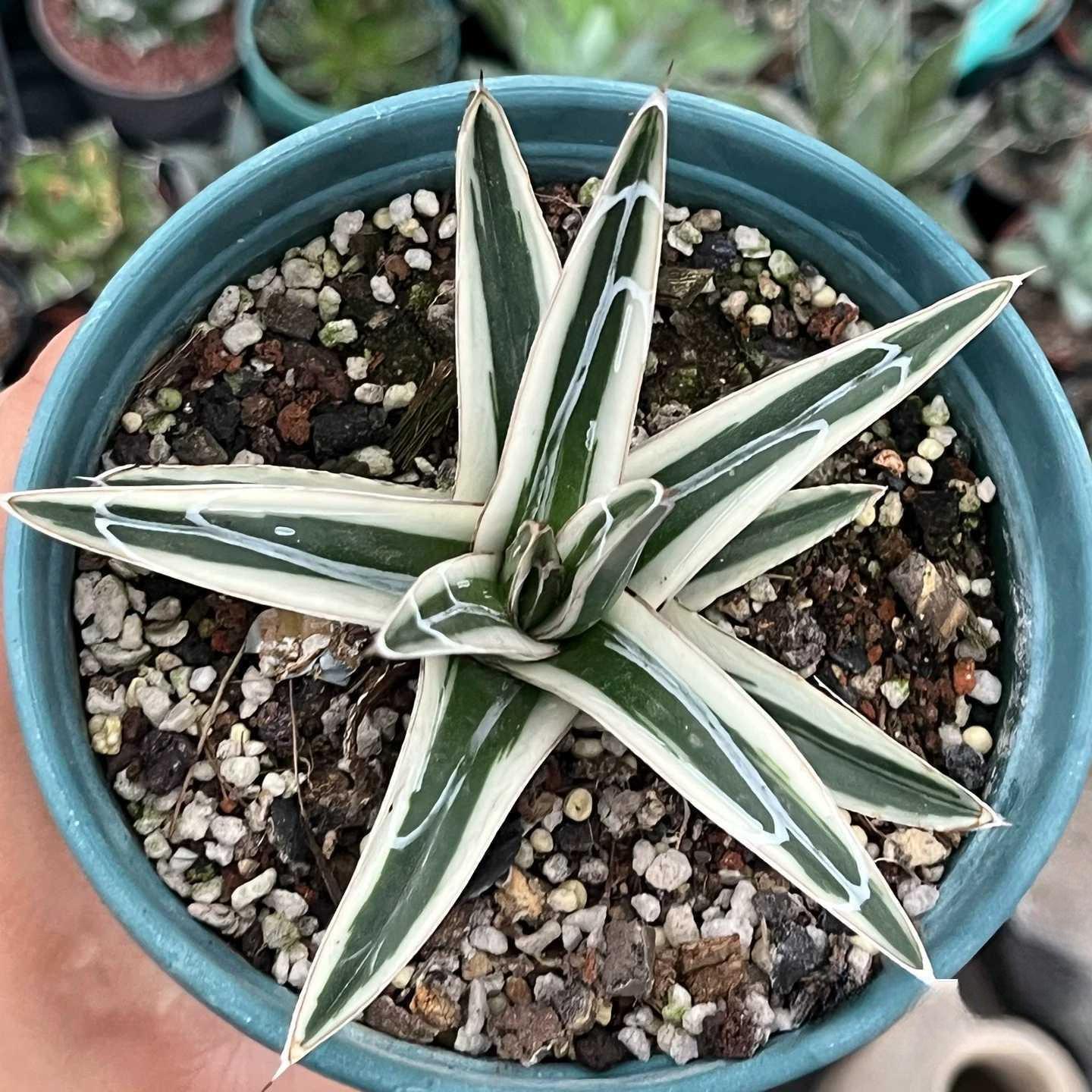 6-12cm Agave victoriae-reginae 'White Rhino'