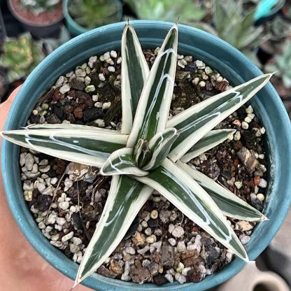 6-12cm Agave victoriae-reginae 'White Rhino'