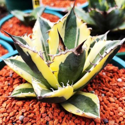 4-10cm Agave titanota 'Snaggle Tooth'