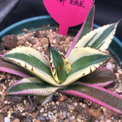 4-10cm Agave titanota 'Snaggle Tooth'