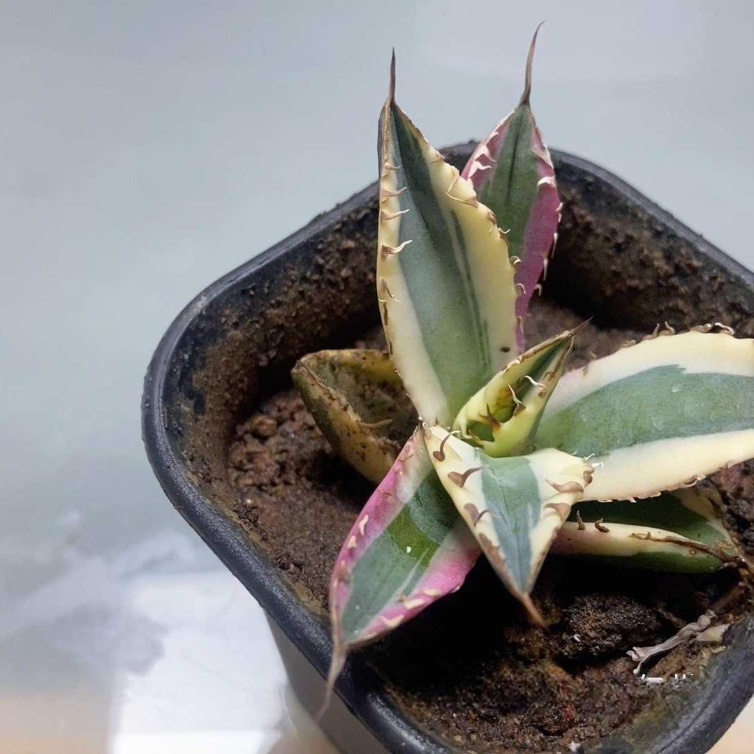 4-10cm Agave titanota 'Snaggle Tooth'