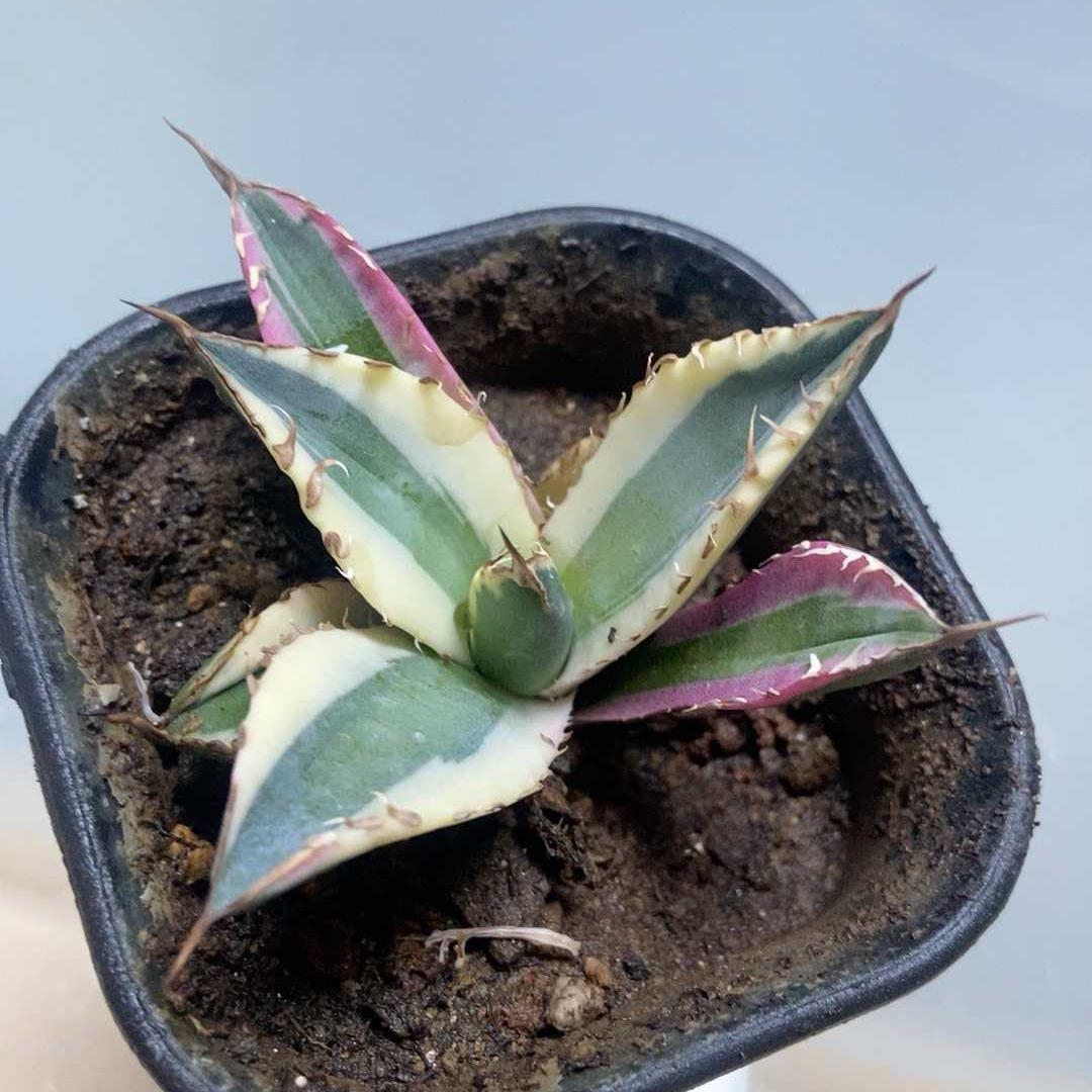 4-10cm Agave titanota 'Snaggle Tooth'