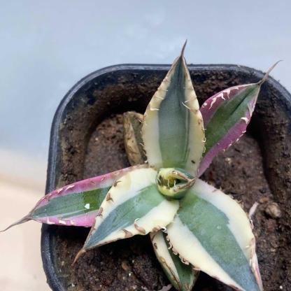 4-10cm Agave titanota 'Snaggle Tooth'