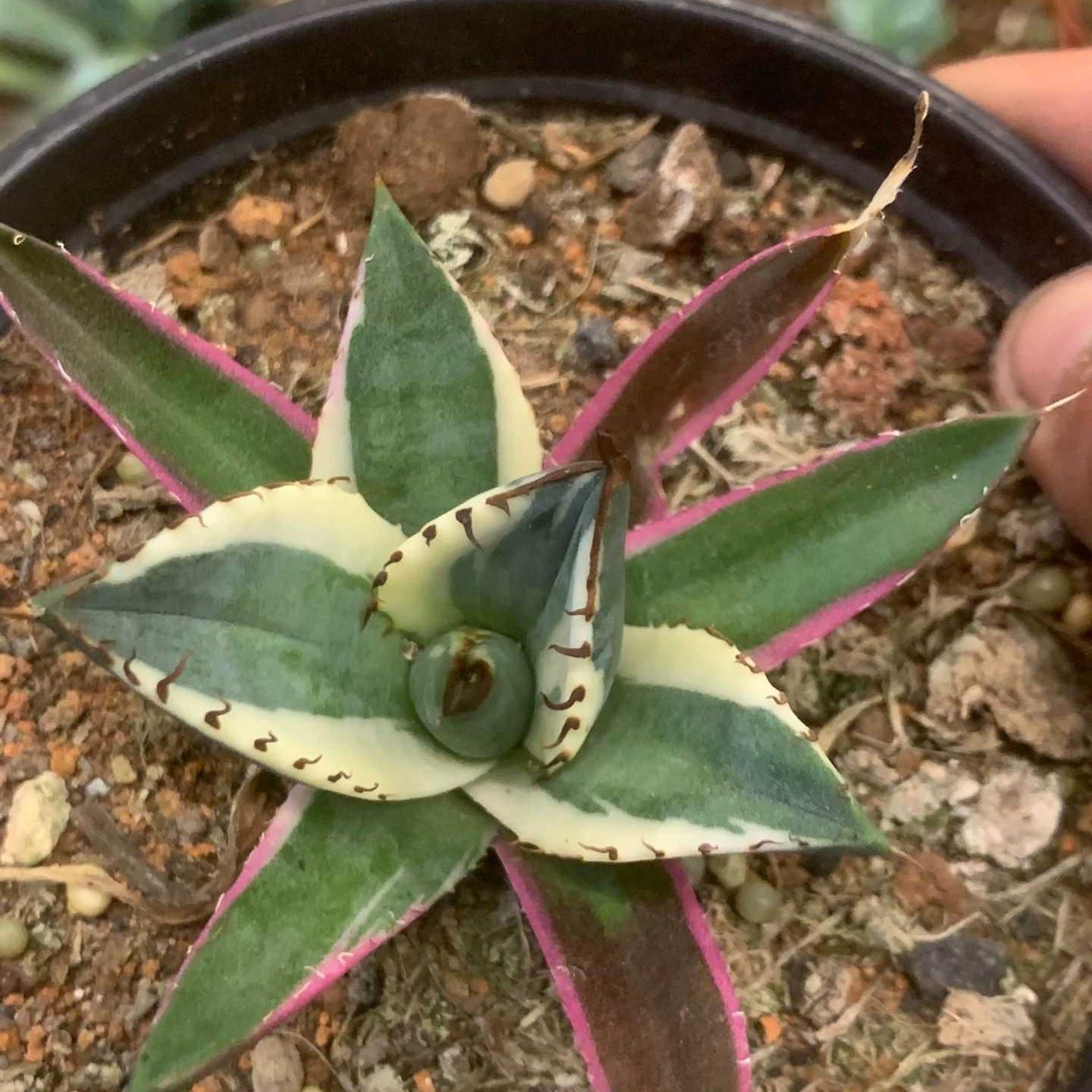 4-10cm Agave titanota 'Snaggle Tooth'