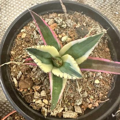 4-10cm Agave titanota 'Snaggle Tooth'