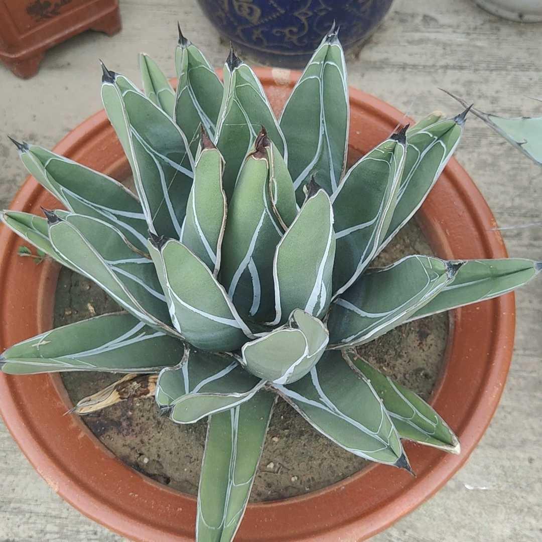8-12cm Agave nickelsiae