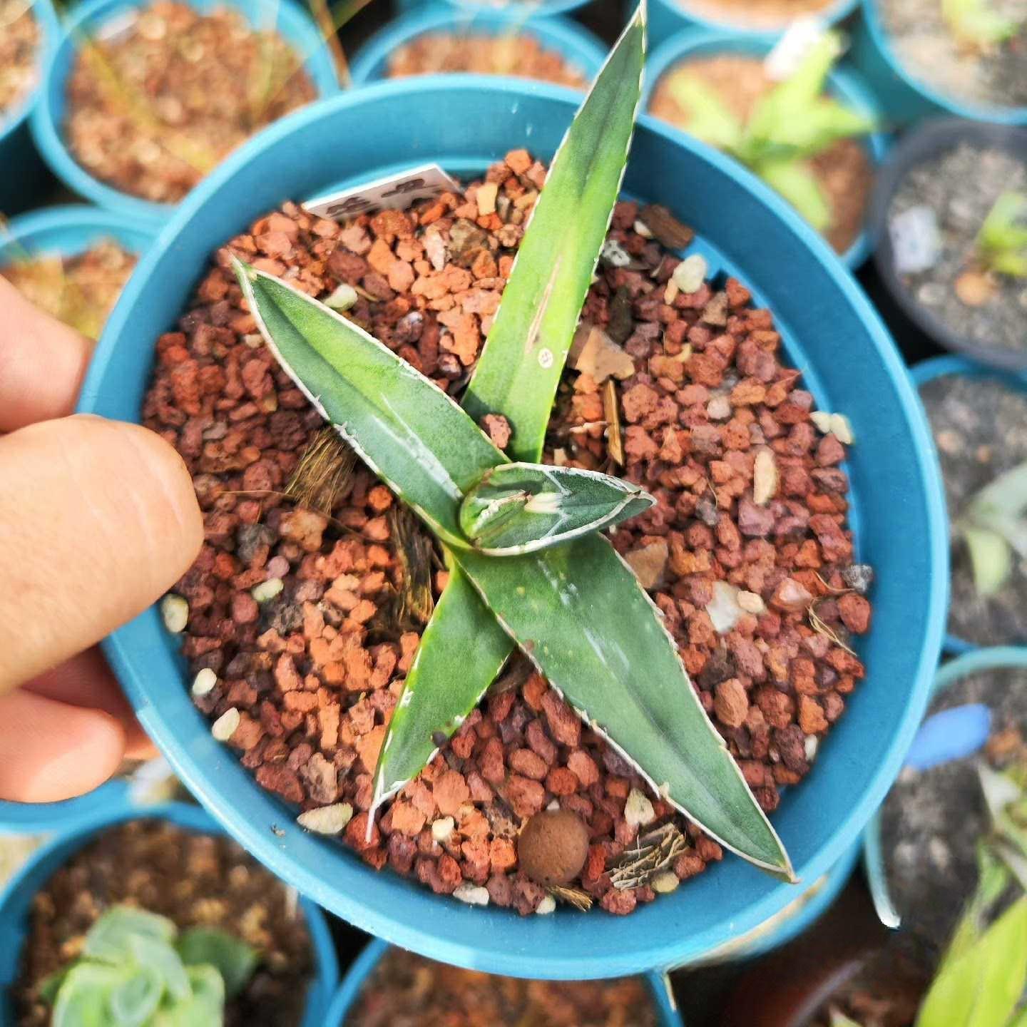 8-12cm Agave nickelsiae