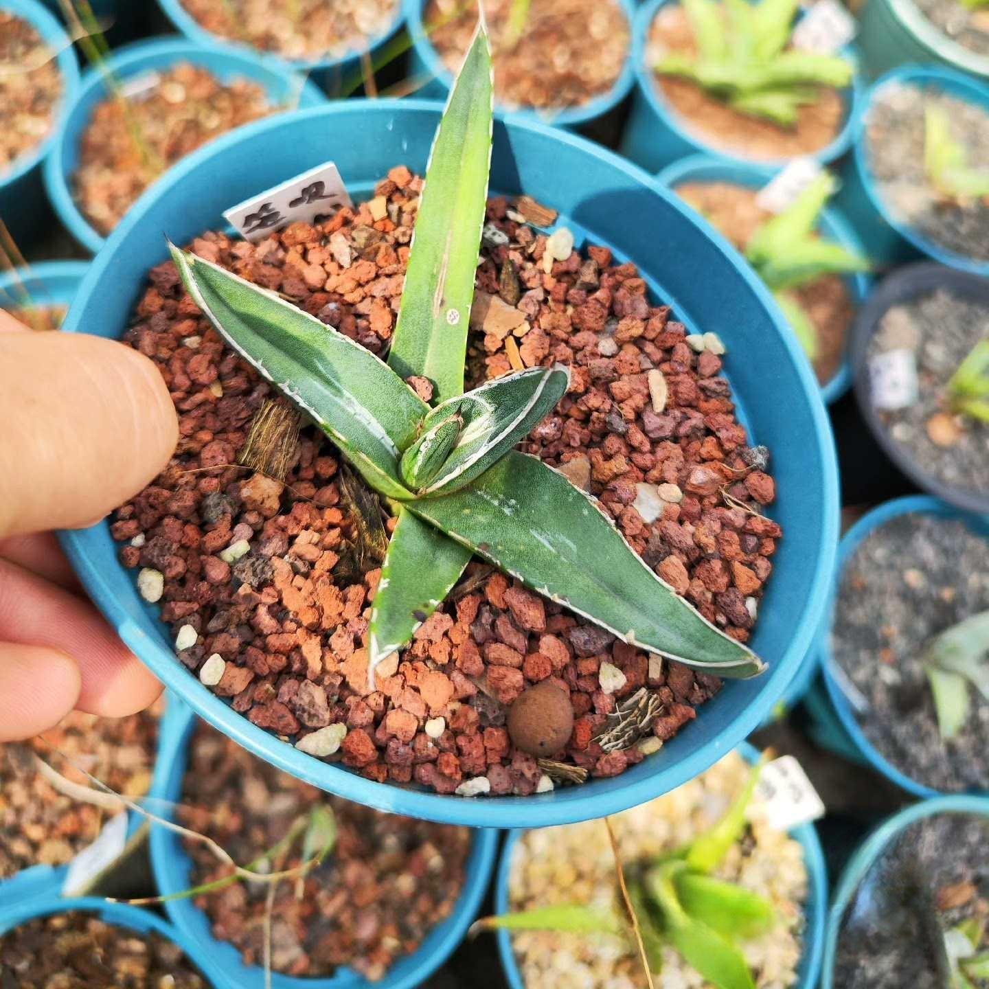 8-12cm Agave nickelsiae
