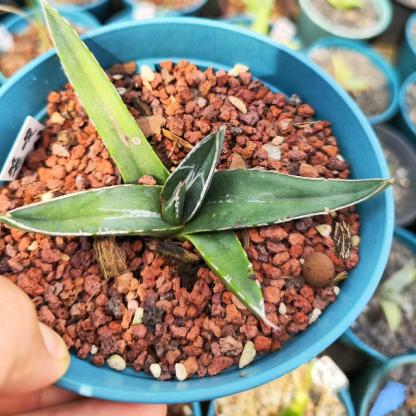 8-12cm Agave nickelsiae