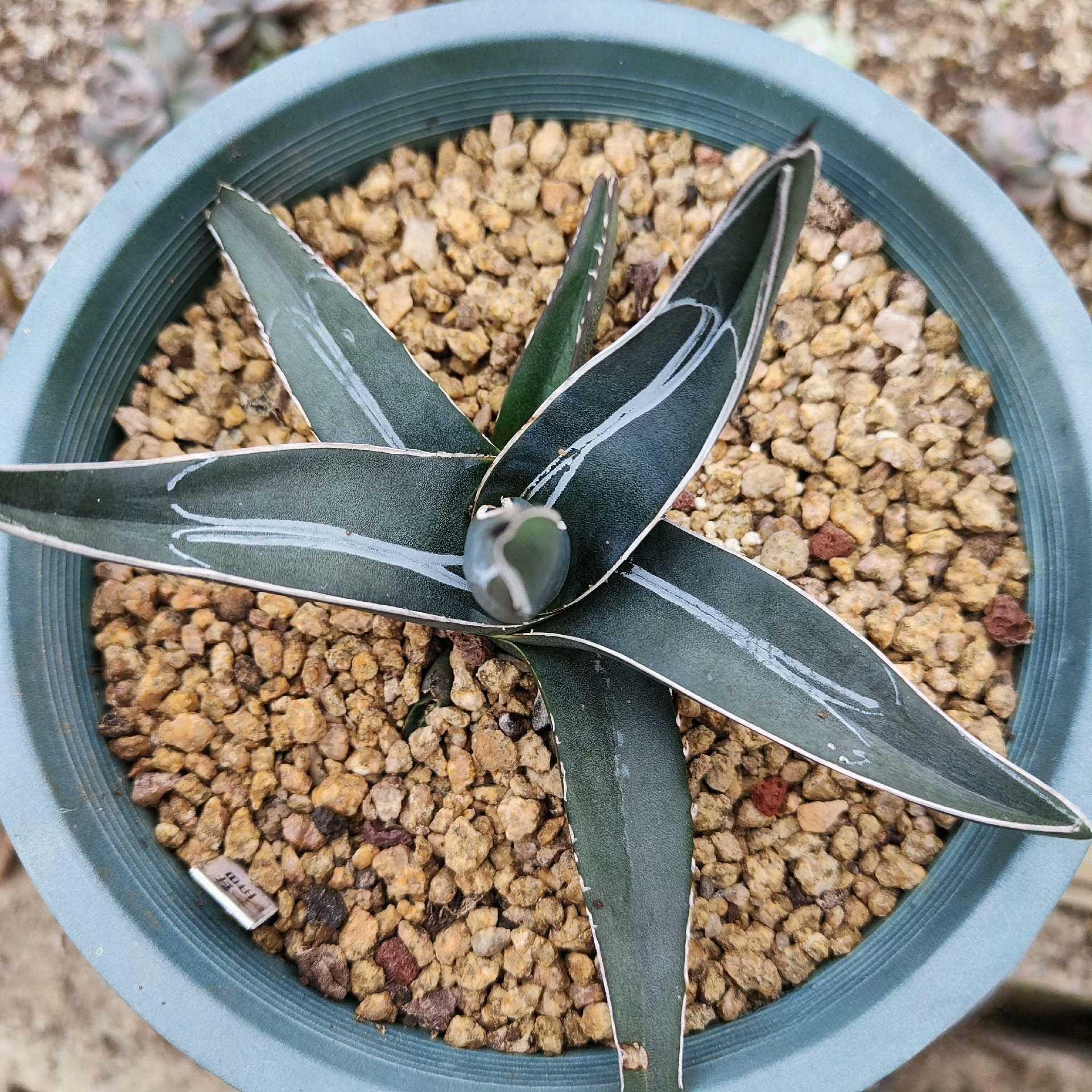 8-12cm Agave nickelsiae