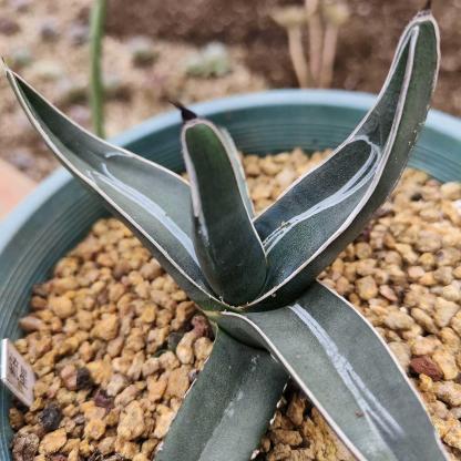 8-12cm Agave nickelsiae