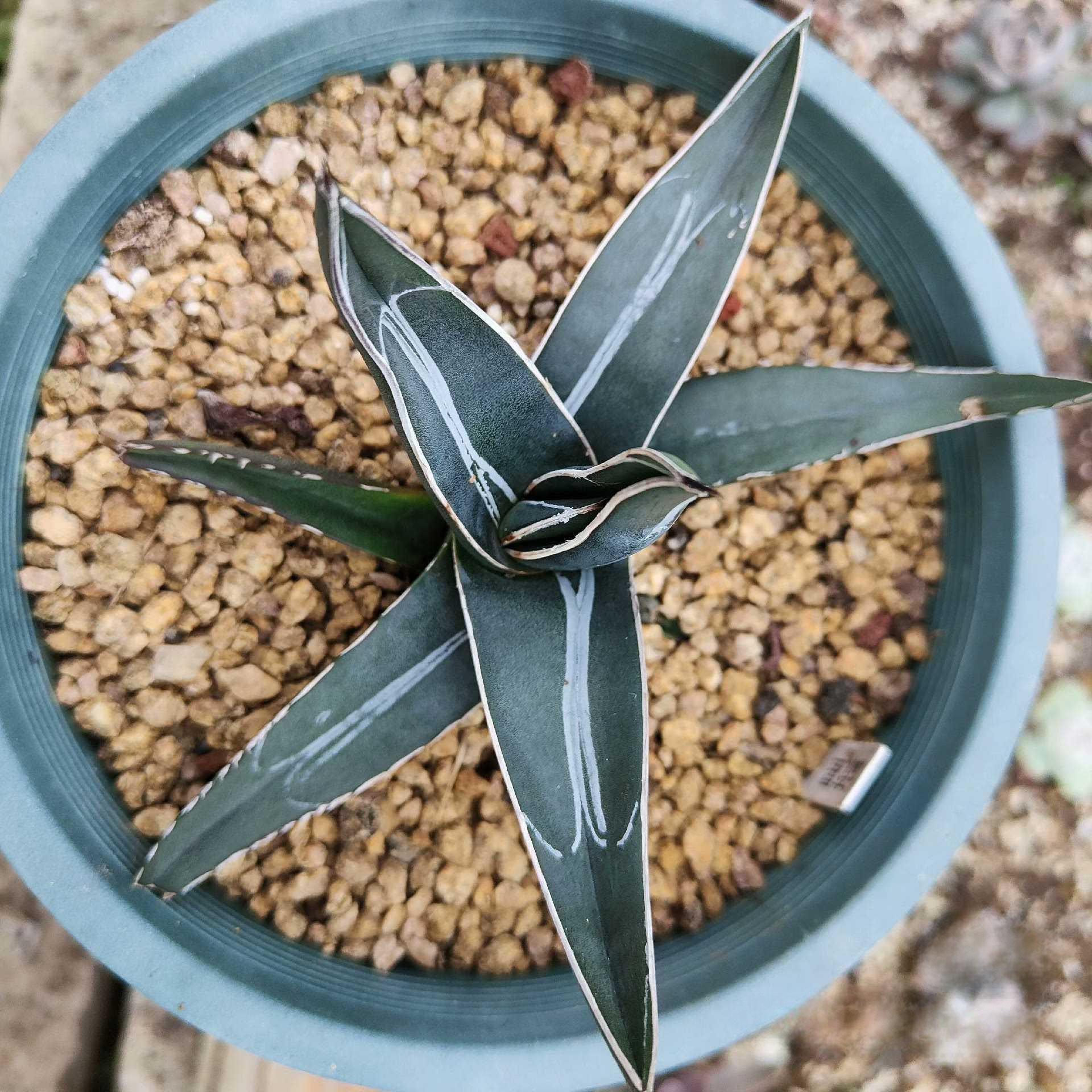 8-12cm Agave nickelsiae