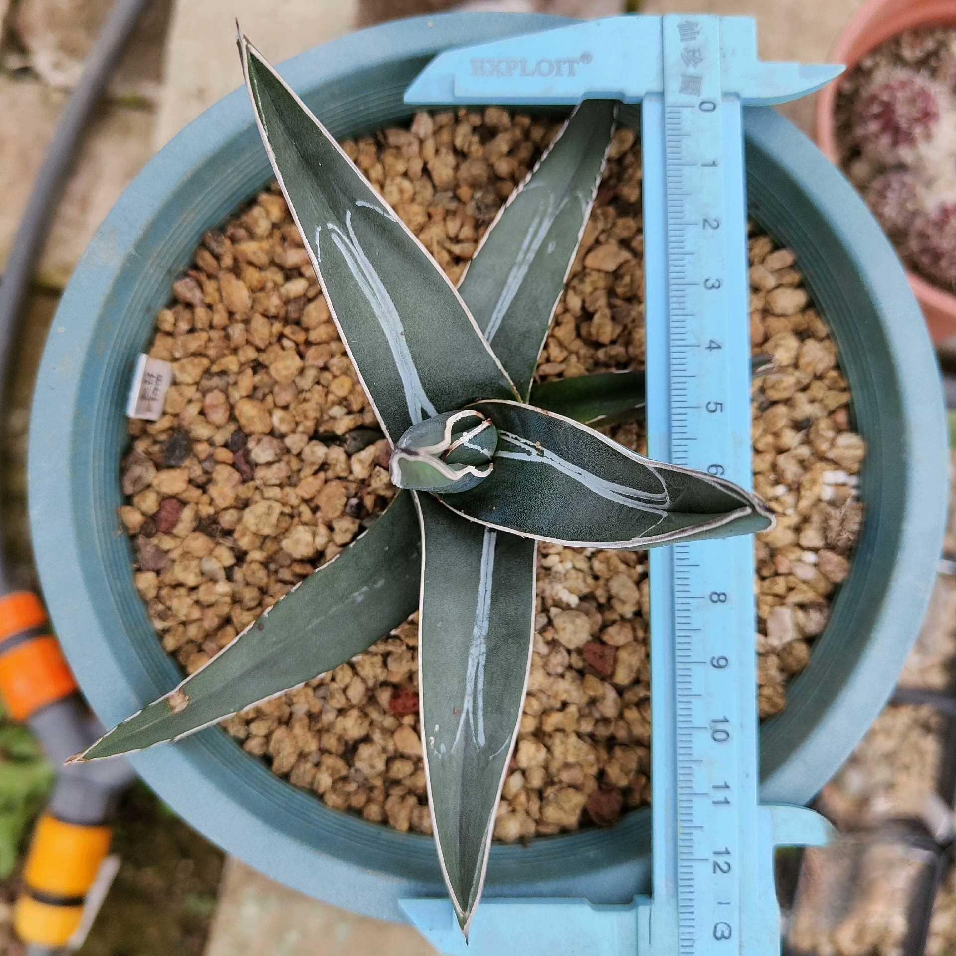 8-12cm Agave nickelsiae