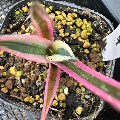 4-10cm Agave titanota 'Snaggle Tooth'