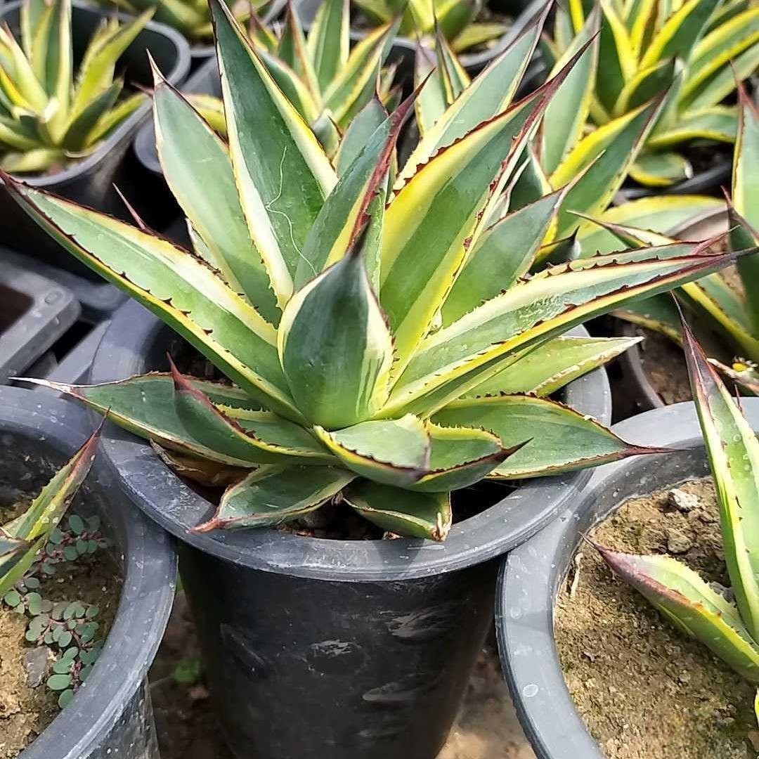 6-10cm Agave  ocahuata Snow Glow