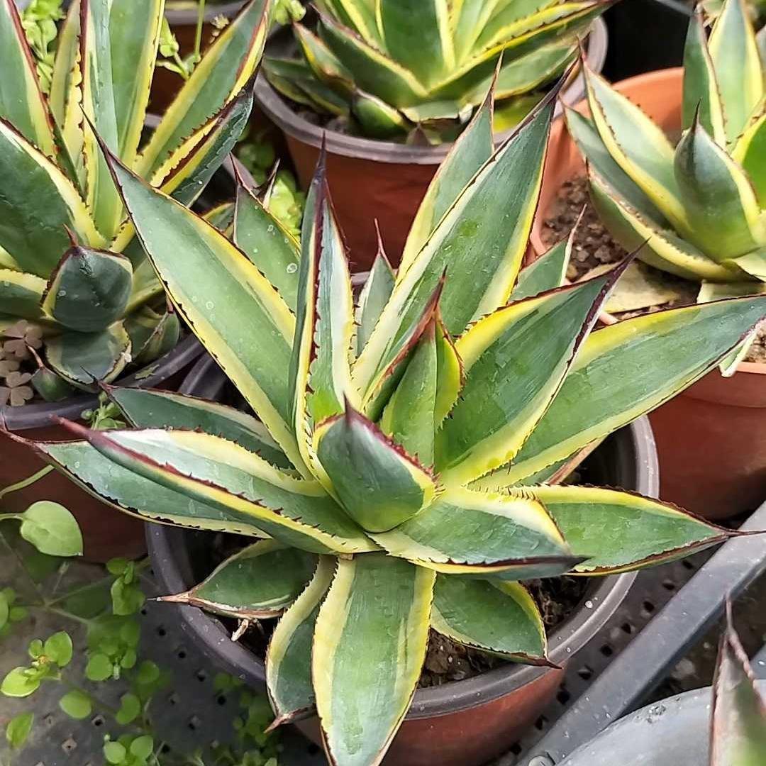 6-10cm Agave  ocahuata Snow Glow