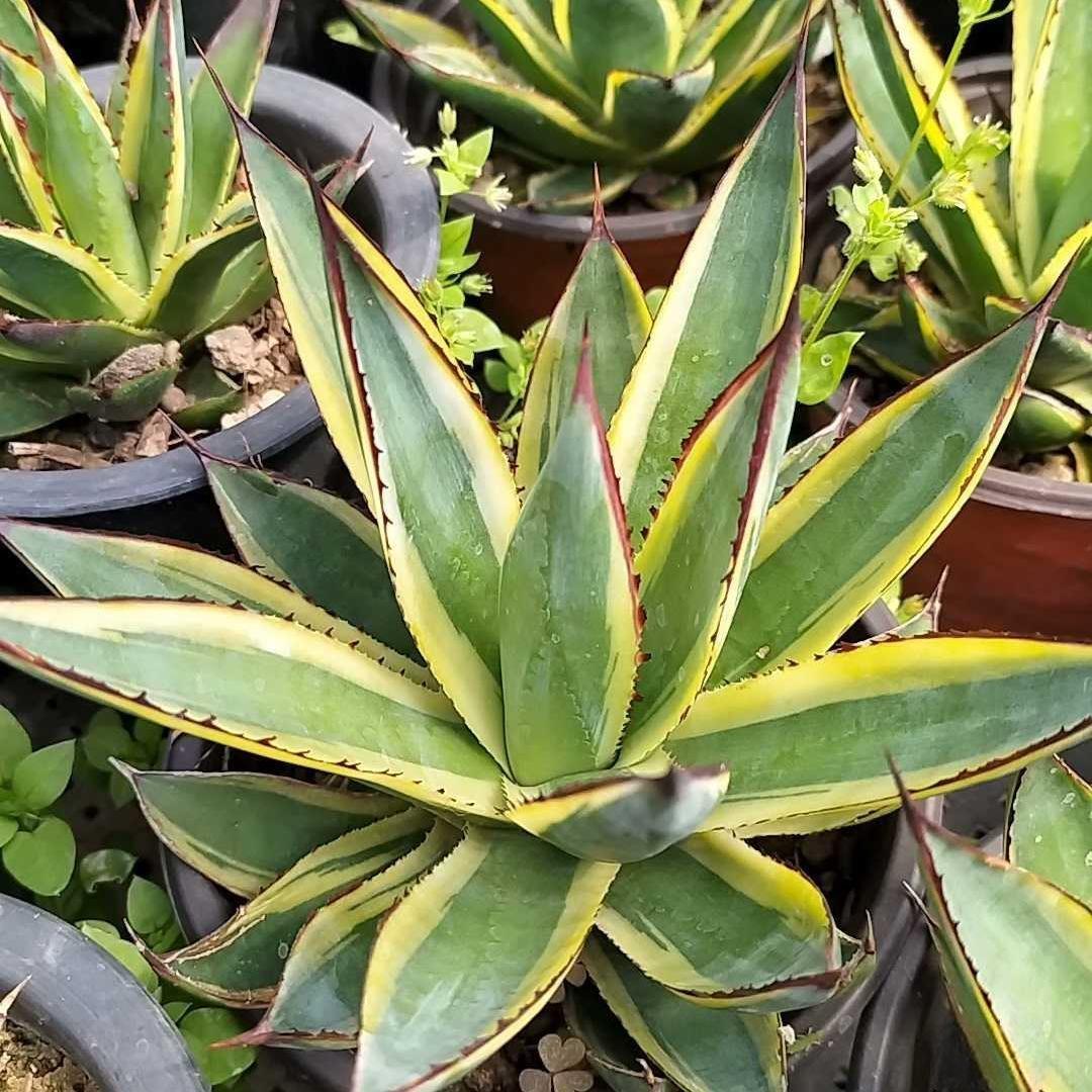 6-10cm Agave  ocahuata Snow Glow