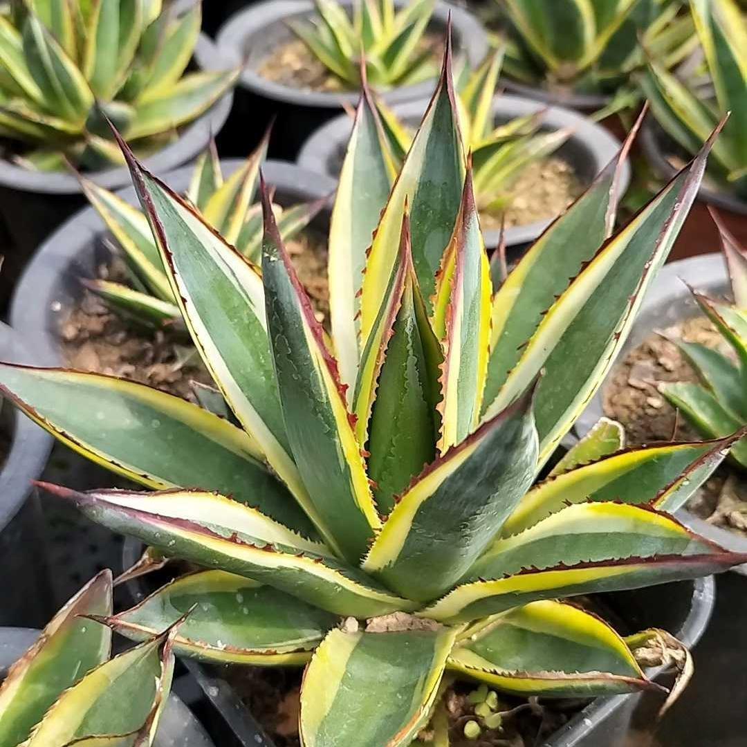 6-10cm Agave  ocahuata Snow Glow