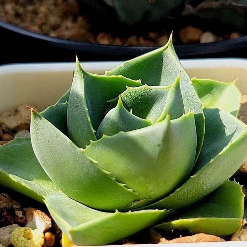 3-4cm Agave 'Blue Glow' 