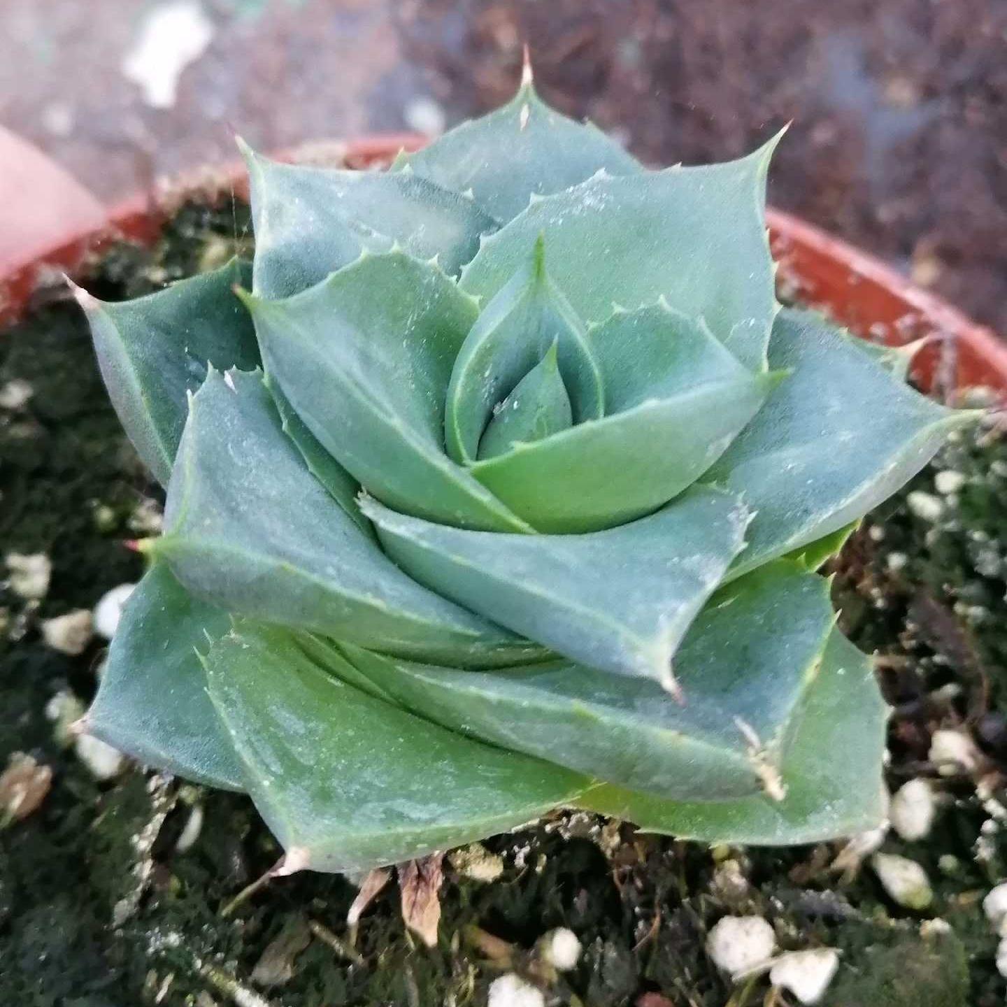 3-4cm Agave 'Blue Glow' 