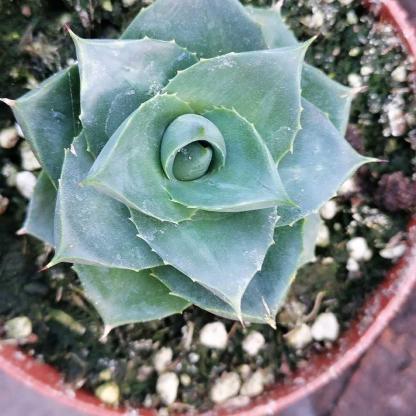 3-4cm Agave 'Blue Glow' 