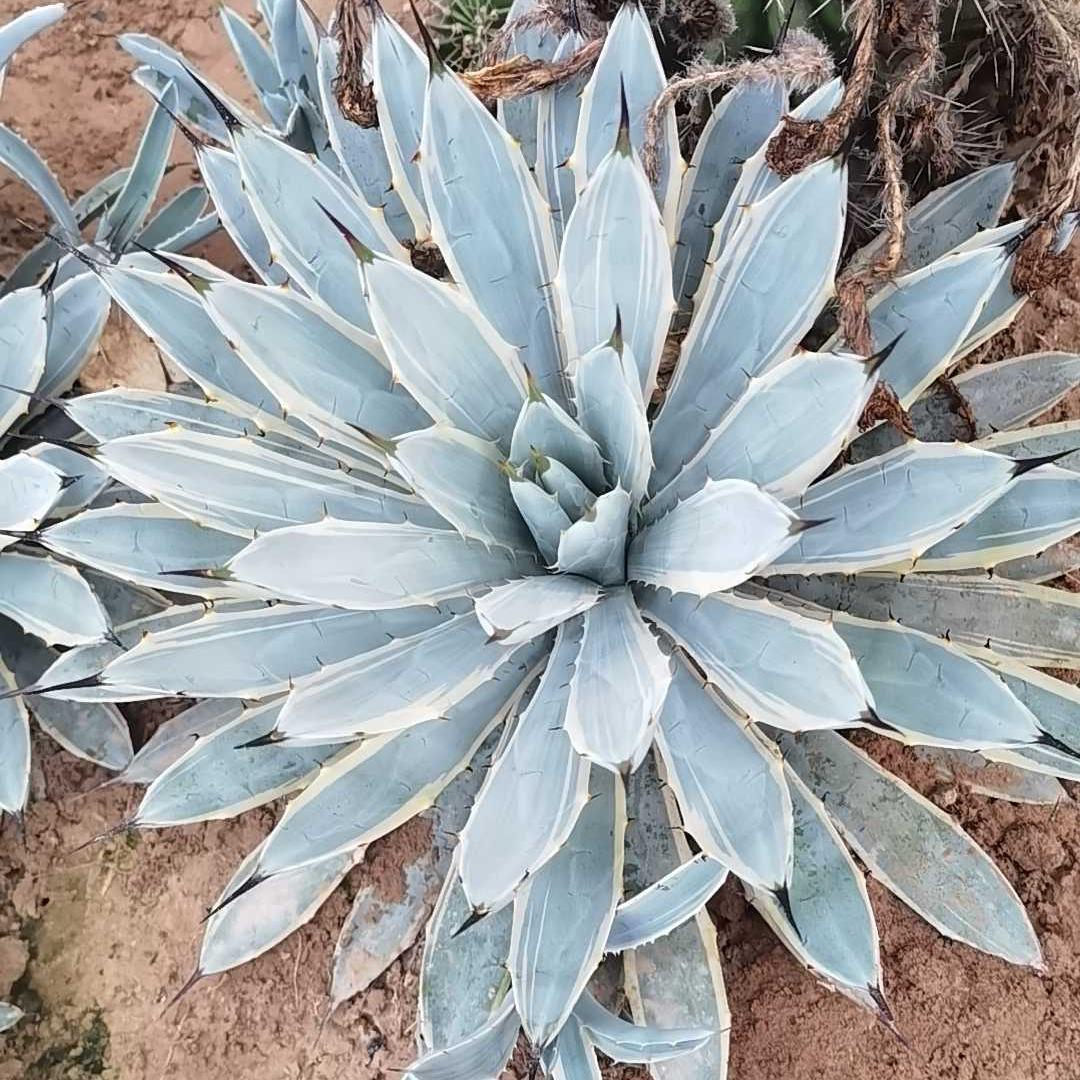 12-15cm Agave macroacantha VAR