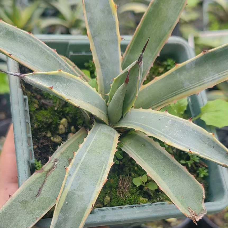 12-15cm Agave macroacantha VAR