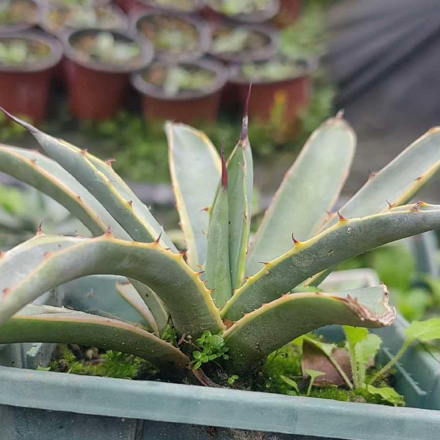 12-15cm Agave macroacantha VAR