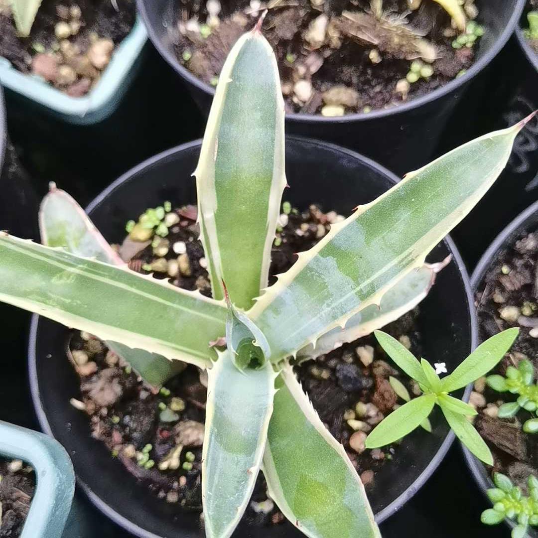 12-15cm Agave macroacantha VAR