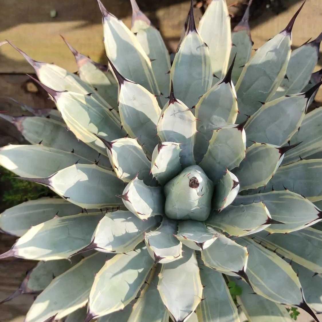 12-15cm Agave macroacantha VAR