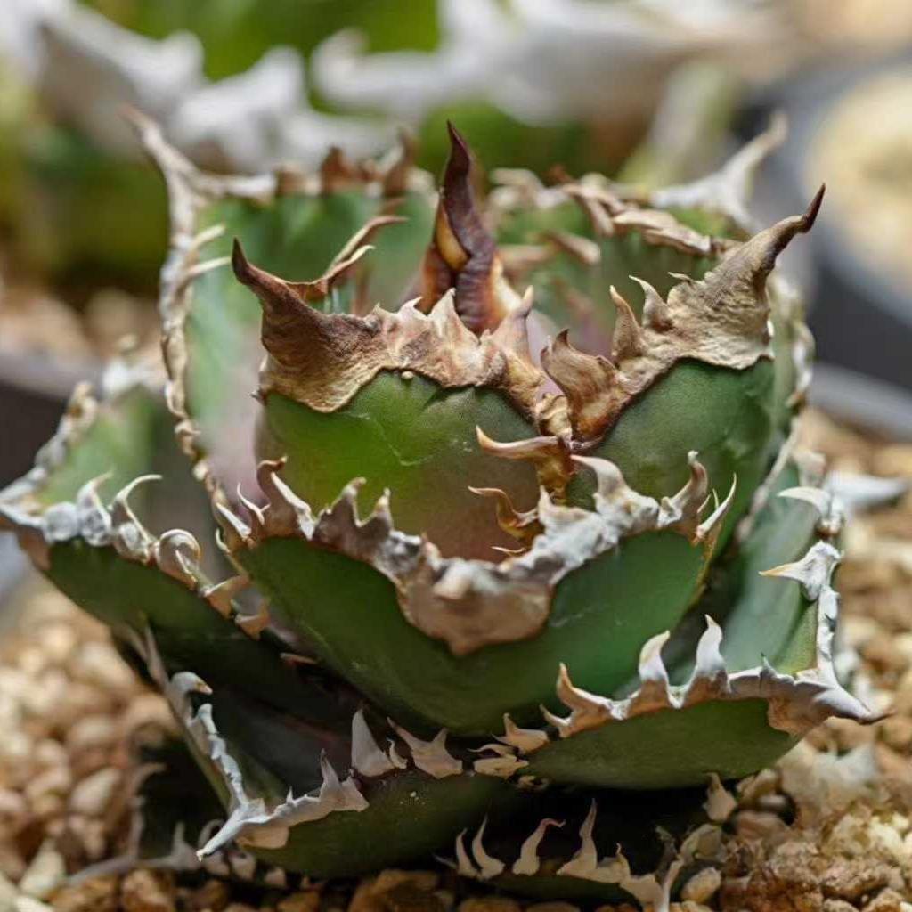 4-8cm Agave Titanota 'King Kong'