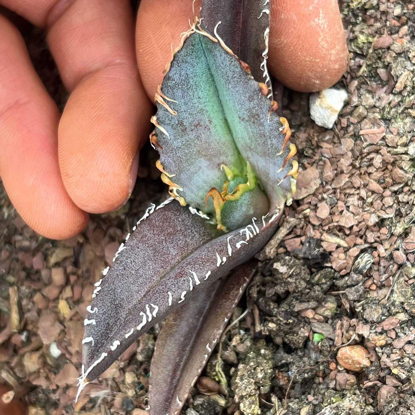 4-6cm Agave Titanota 'King Kong'（tissue culture）