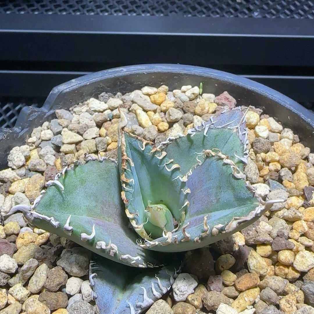 4-6cm Agave Titanota 'King Kong'（tissue culture） – Succulent Purrs